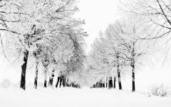 Tapeta Nature trees with snow 024.jpg